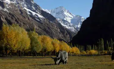 Yaq eating grass at shimsahal