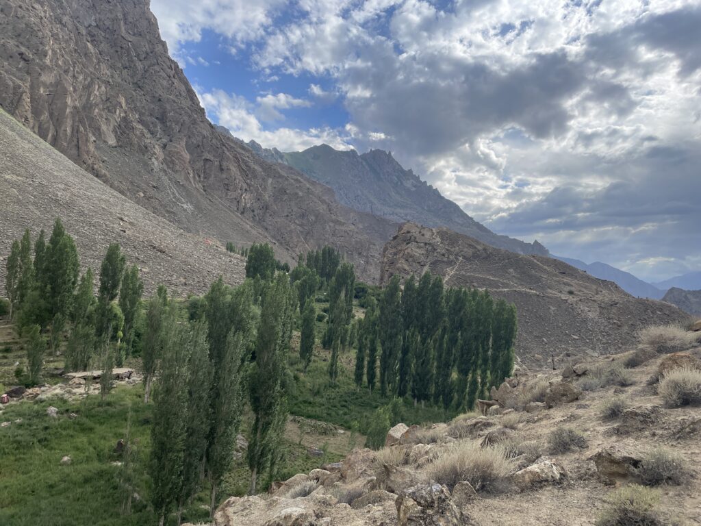 Natural alpine vegetation of Baskochi Meadows Hunza
