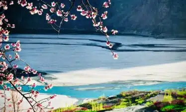 apricort blossom at skardu
