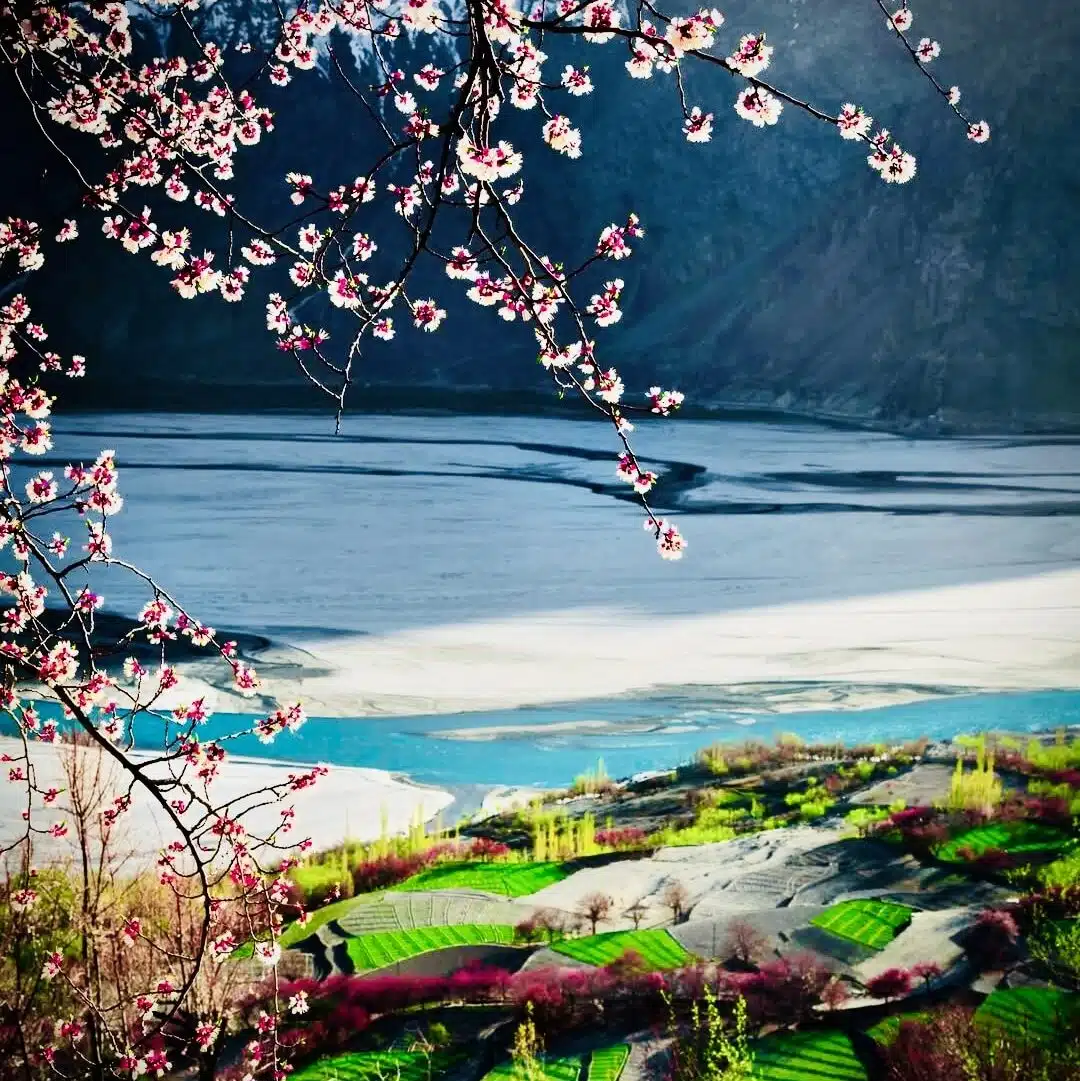 Apricot blossoms blooming in Skardu valley during spring- picture by local photographer