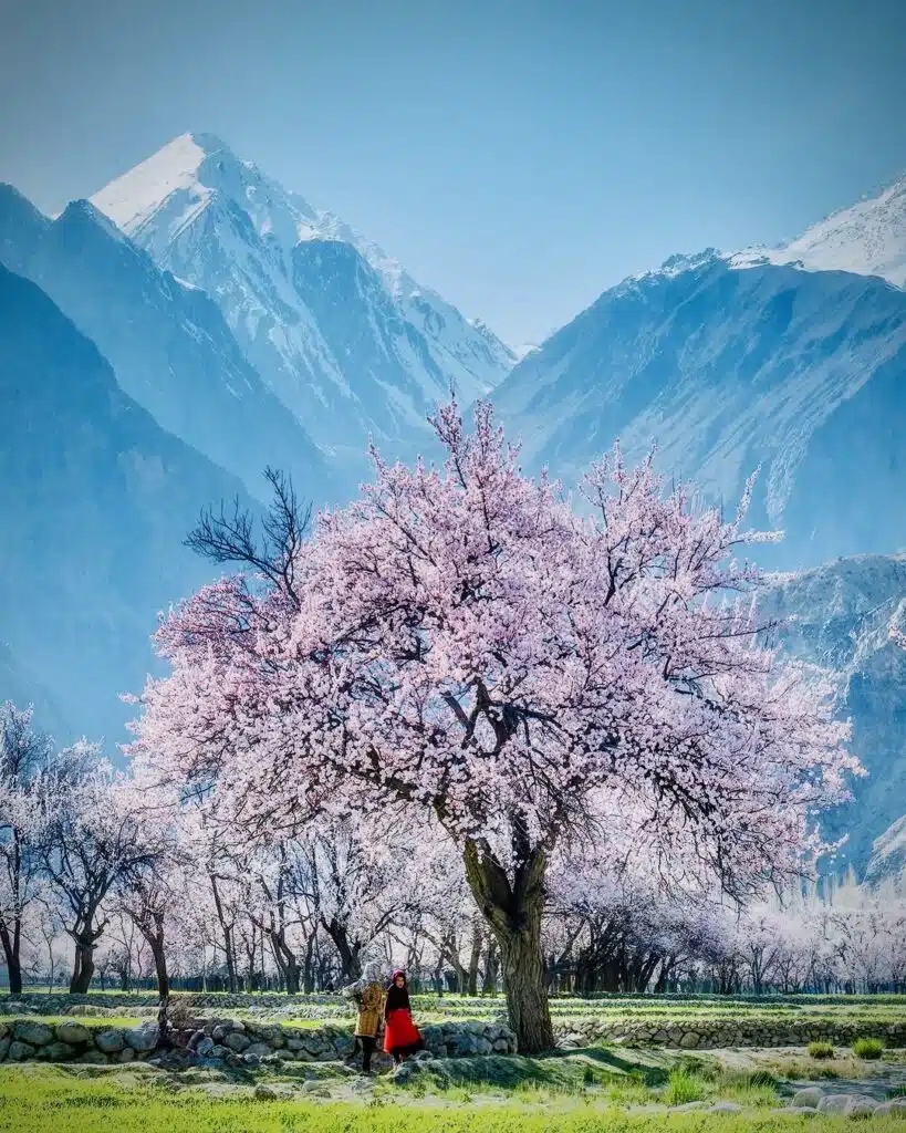 Scenic view of apricot blossom trees in Shigar Skardu Pakistan