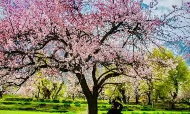 Blossom In Skardu