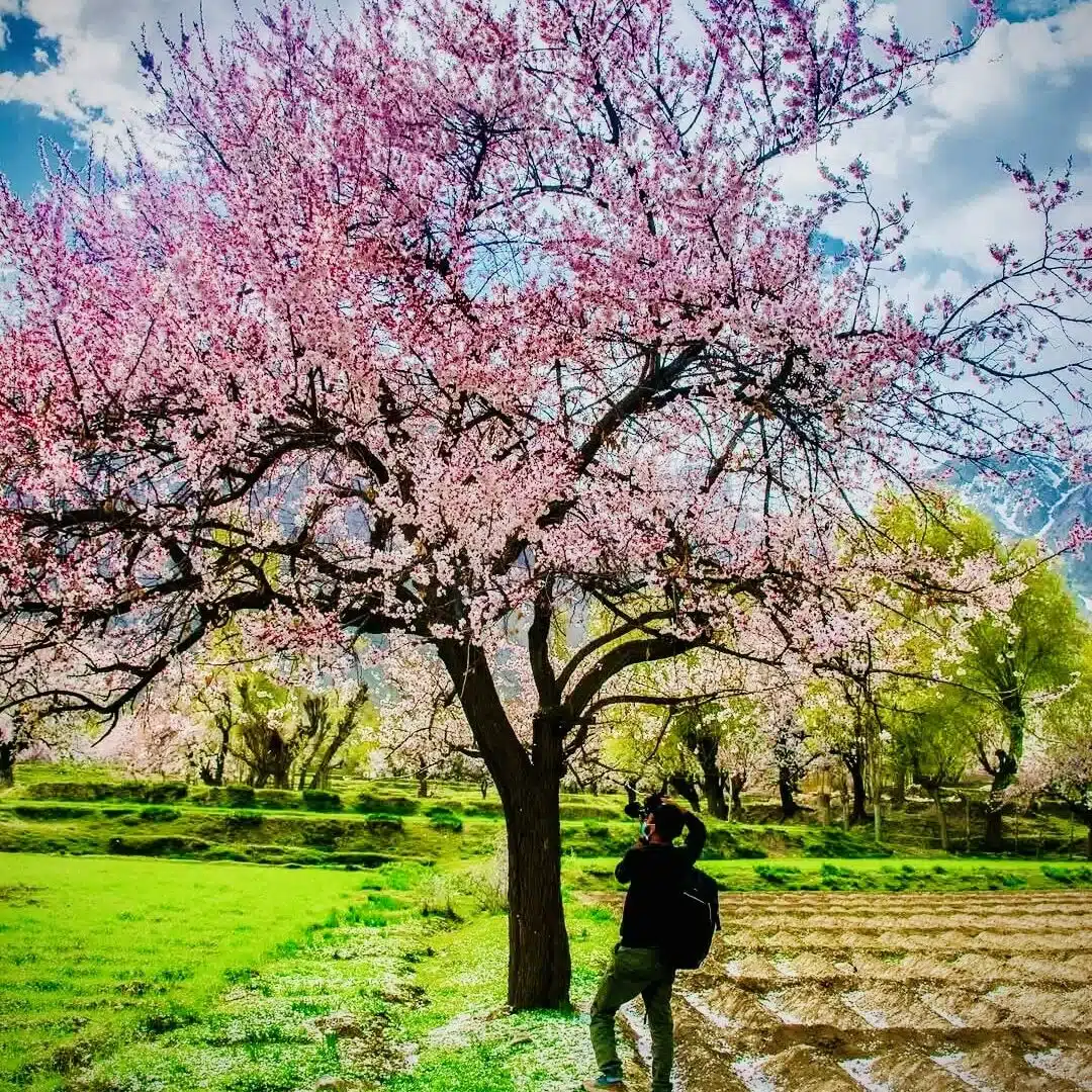 Apricot blossoms blooming in Skardu valley during spring