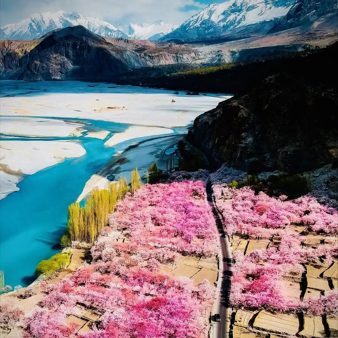 Stunning spring view of apricot blossoms in northern Pakistan