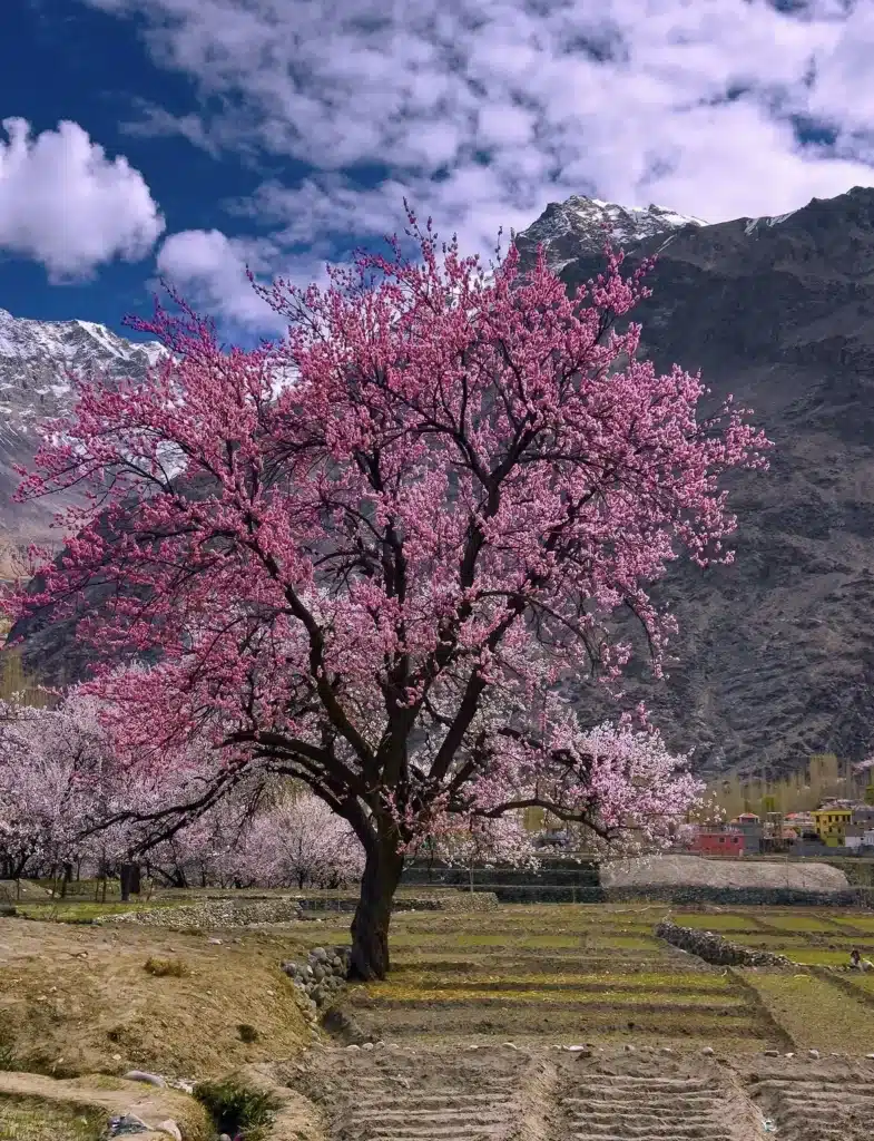 Colorful apricot blossom trees creating a breathtaking spring scenery in the mountains