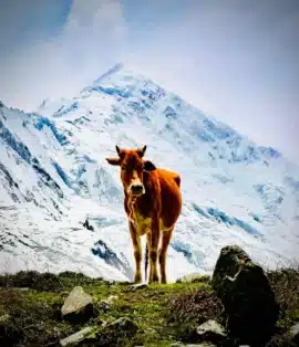 Rakaposhi base camp trek route from Minapin Pakistan